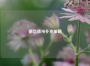 德信德州扑克策略