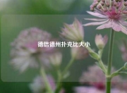 德信德州扑克比大小