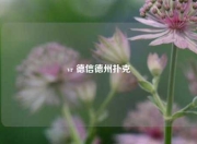 vr 德信德州扑克