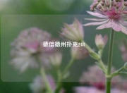 德信德州扑克248